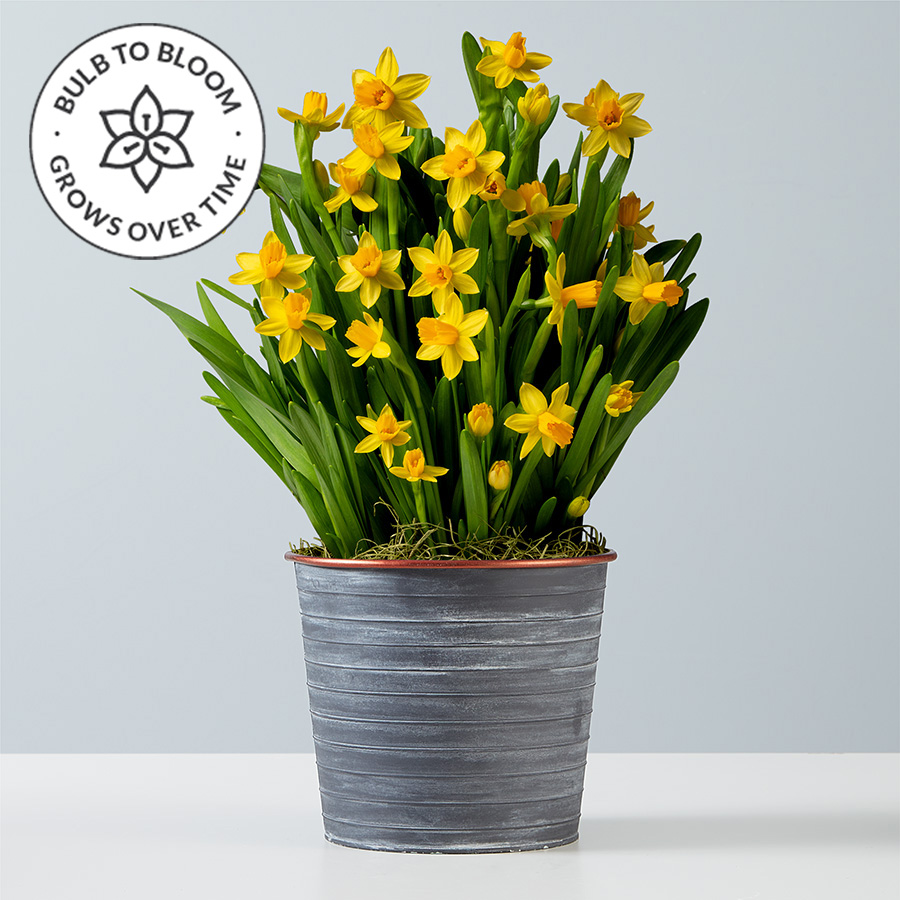 Yellow Daffodil Bulbs